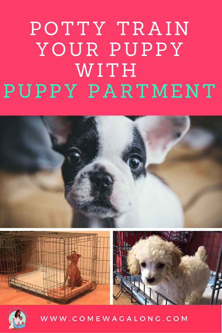 puppy apartment potty training