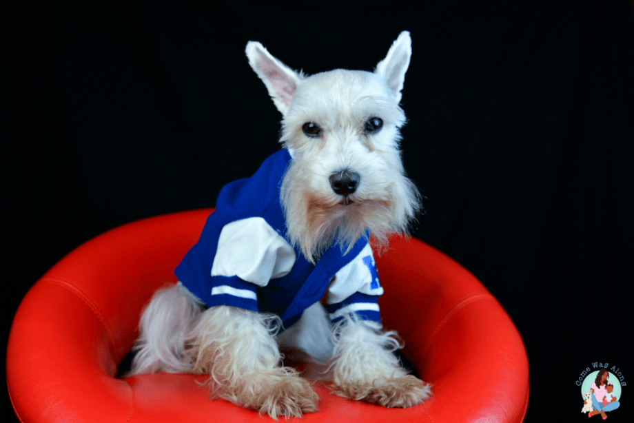 @RawrSimba on Instagram #PawsOfFame