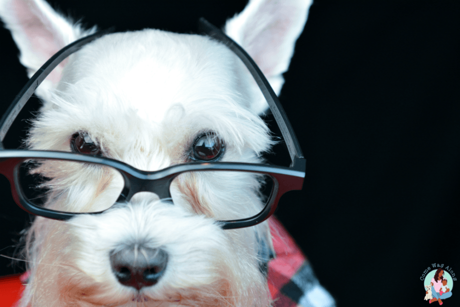 Simba featured on Realtor.com Paws Of Fame