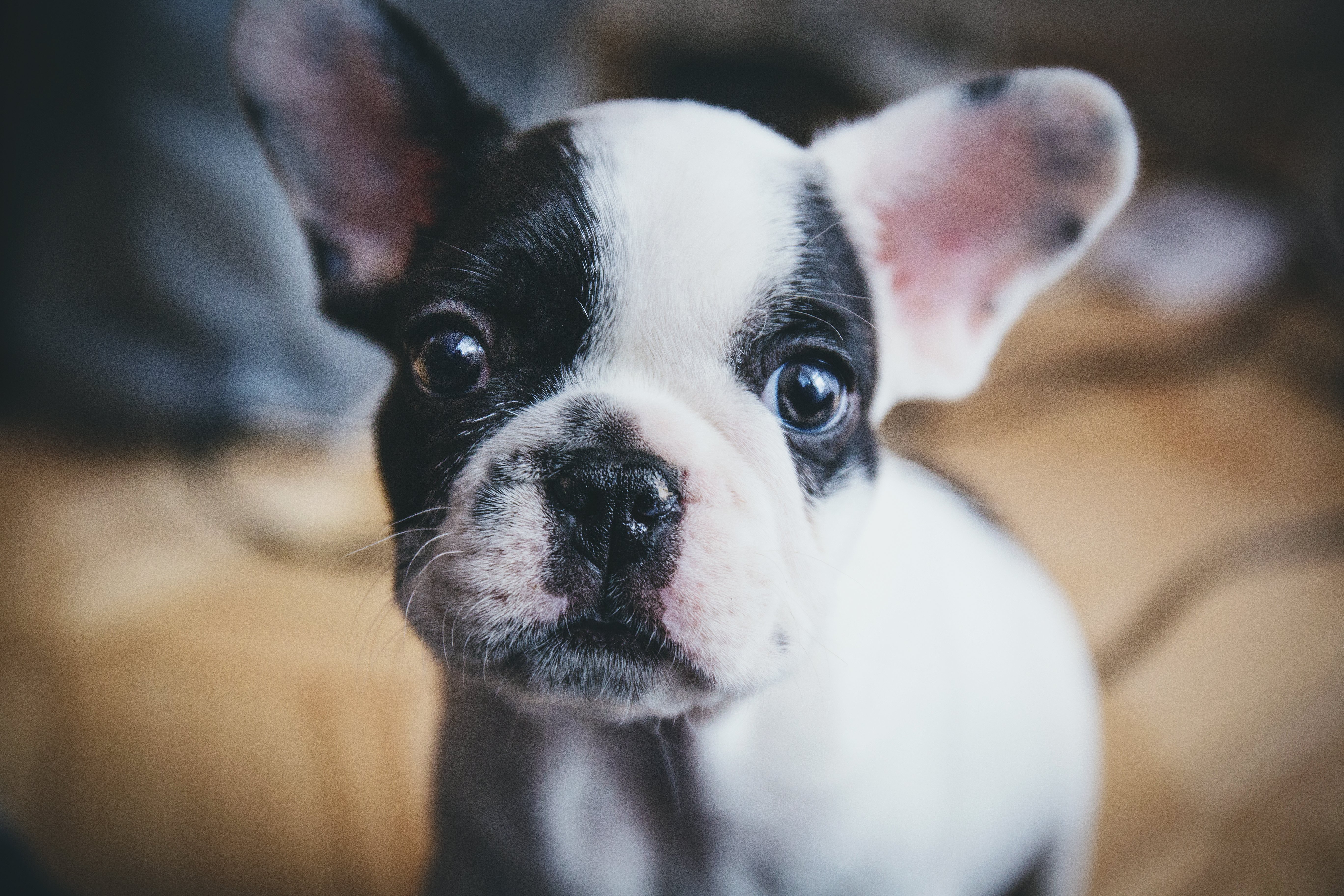 how to potty train your puppy - puppy apartment