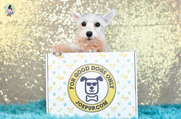Joe Pup Dog Subscription Box Unboxing - ComeWagAlong.com