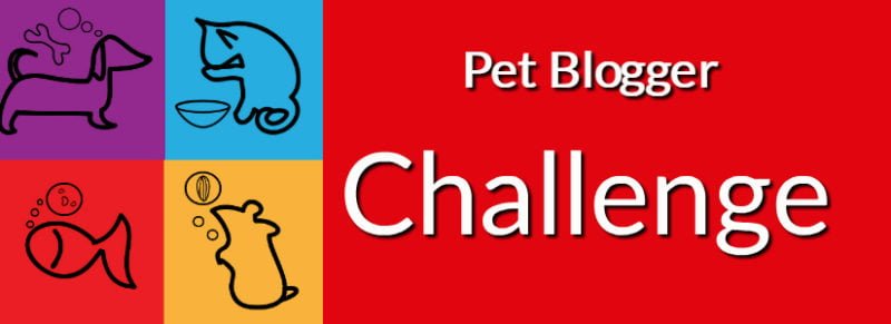 Pet Blogger Challenge