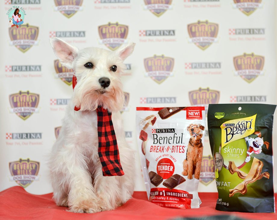 Beverly Hills Dog Show Presented by Purina - ComeWagAlong.com