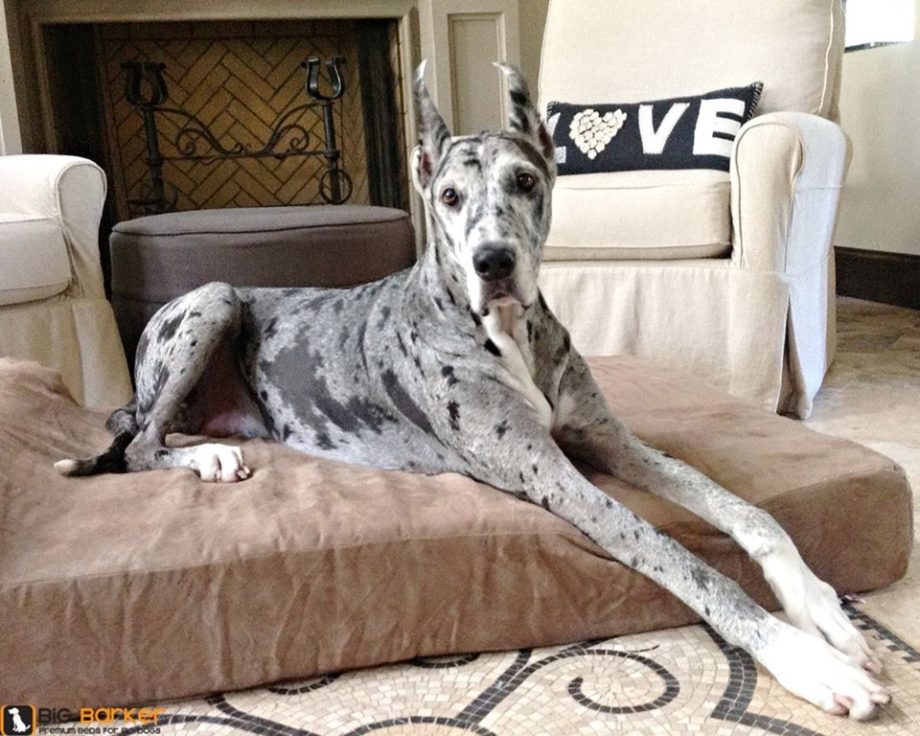 Big Barker Orthopedic Dog Beds - ComeWagAlong.com