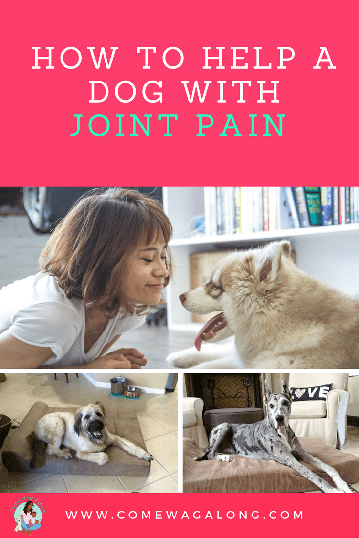 How to Help a Dog with Joint Pain - ComeWagAlong.com