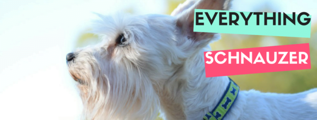 Everything Schnauzer for the Schnauzer Lover