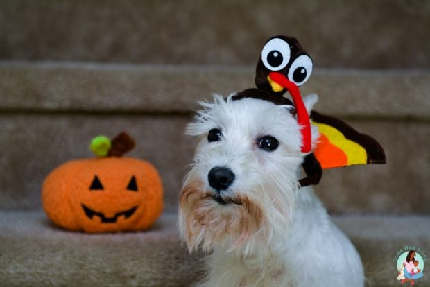 Turkey Dog Costume