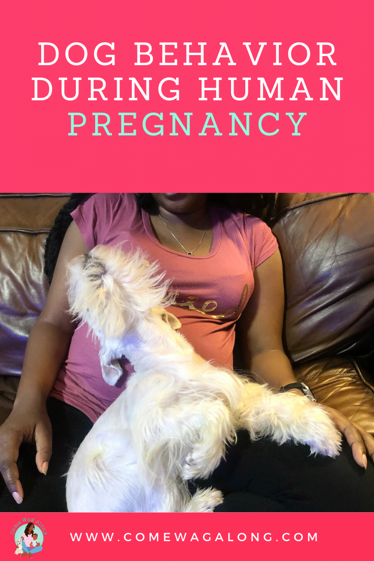 Dog Behavior During Human Pregnancy Pin Come Wag Along