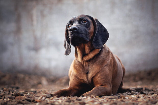 bloodhound - family dog- pixabay