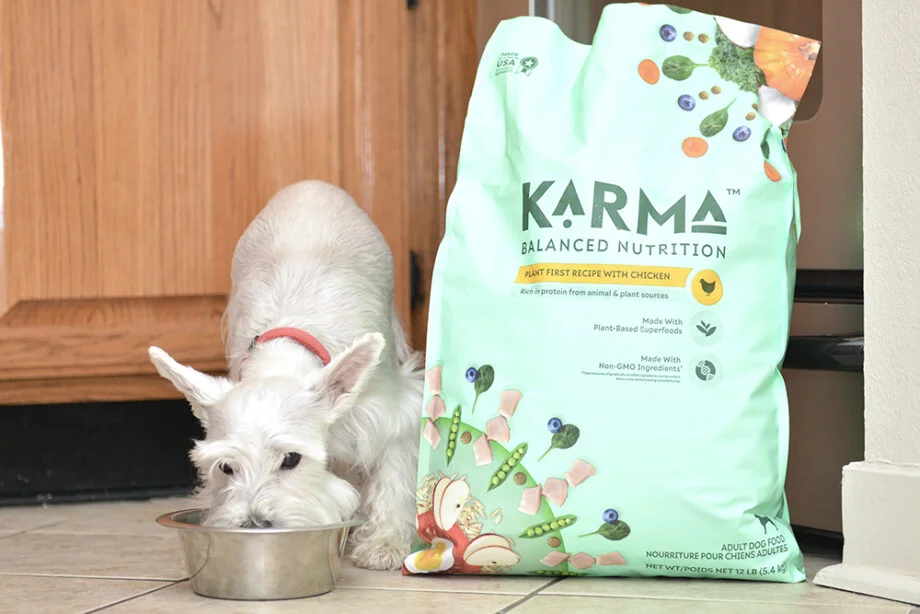 Dog Eating Karma Dog Food