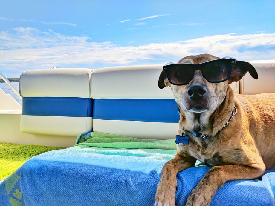 dog on vacation